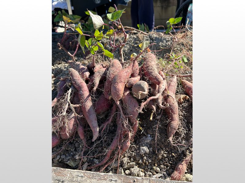 屋上で芋掘り